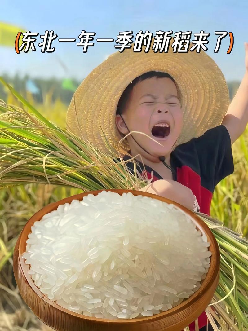 東北大米廠家直發(fā) 穩(wěn)定品質(zhì)，盡享口福的吃貨福利