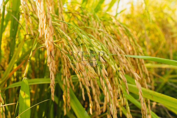 米香入鏡 一碗白米飯的攝影美學(xué)